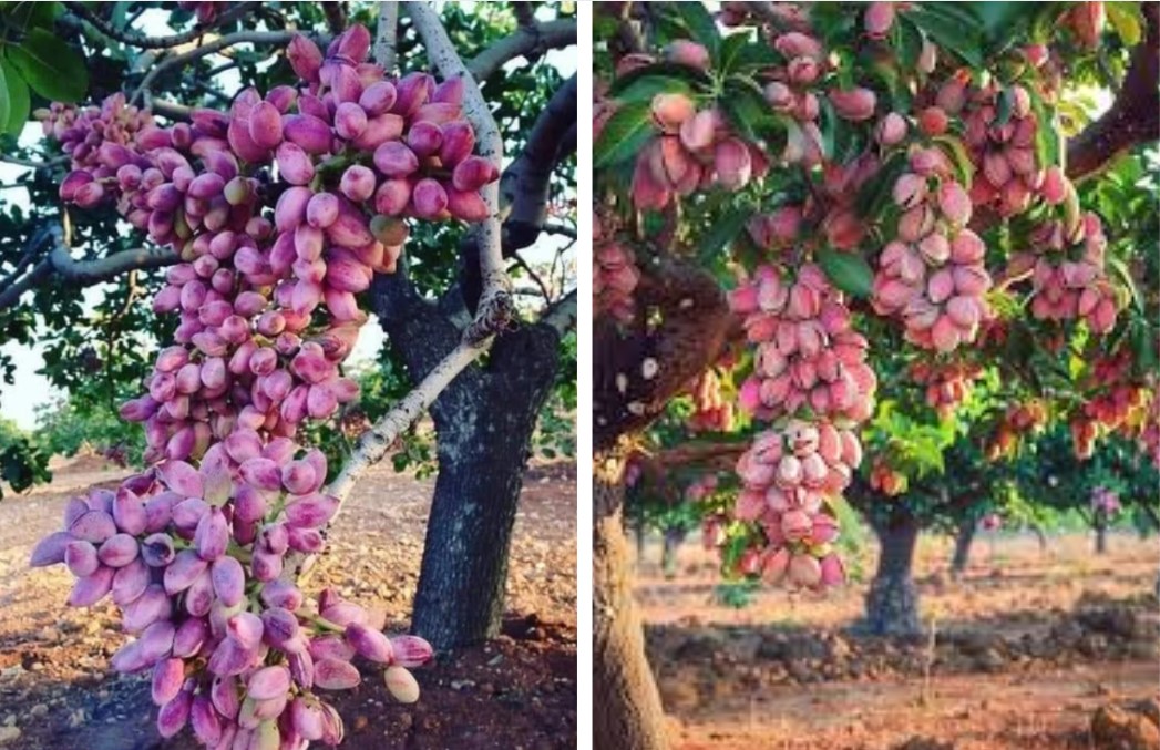 Pistachio Tree