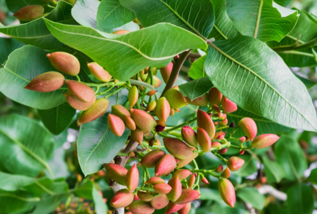 Pistachio Tree