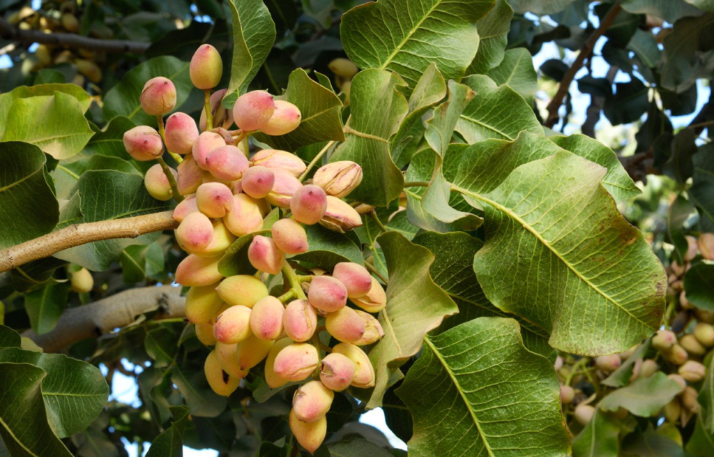 Pistachio Tree